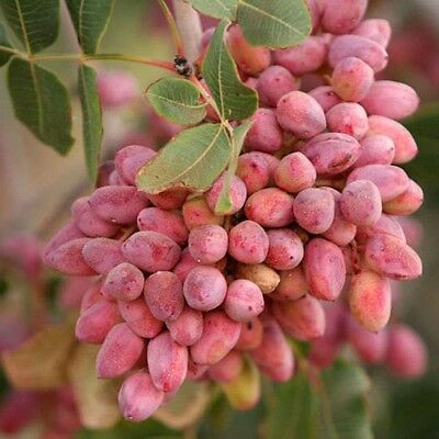 พิสตาชีโอ (Pistachio) / 10 เม็ด (นอก)