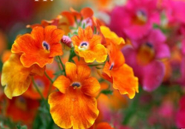 เนมีเซีย คาร์นิวัล (Nemesia Carnival) คละ / 3,700 เม็ด (UK)