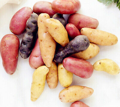 มันรัสเซีย (Russian banana potato) คละ / 100 เม็ด (นอก)