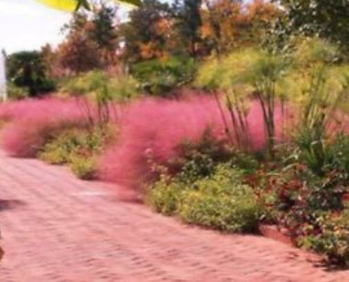 หญ้ามูลี่ชมพู (Pink Muhly grass) / 100 เม็ด (China)