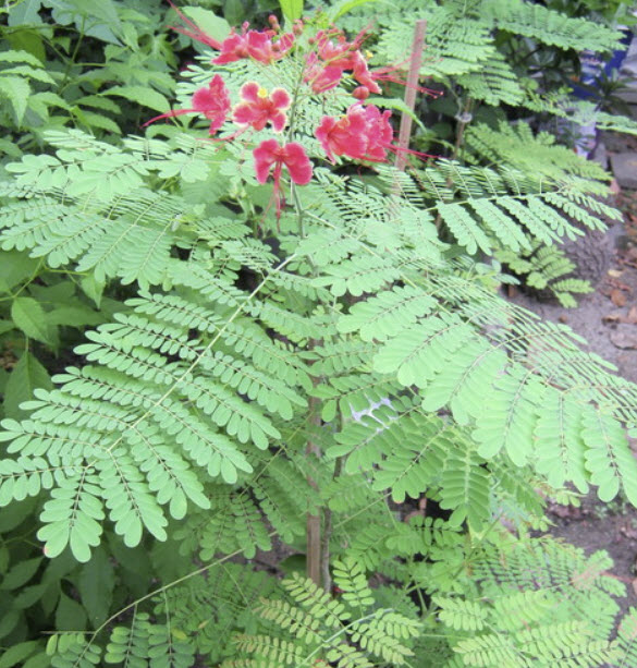 ต้นหางนกยูงไทย สีชมพู สูง 65-80 ซ.ม. กระถาง 8 นิ้ว / ต้น