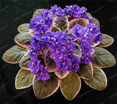 แอฟริกันไวโอเล็ต (African violet) คละ / 100 เม็ด (นอก)