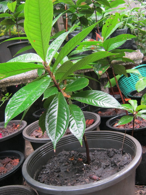 ต้นชมพู่สาแหรก เพาะเมล็ด สูง 15-30 ซ.ม.