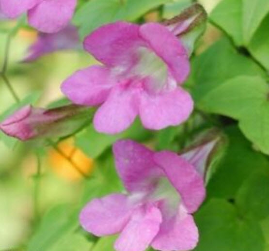แก้วเจ้าจอม (Twining snapdragon / Asarina scandens) / 5 เม็ด (UK)
