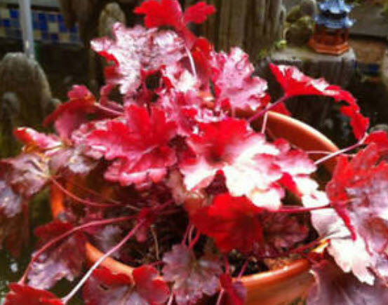 ฮิวเชร่า (Heuchera) คละสี / 100 เม็ด (นอก)