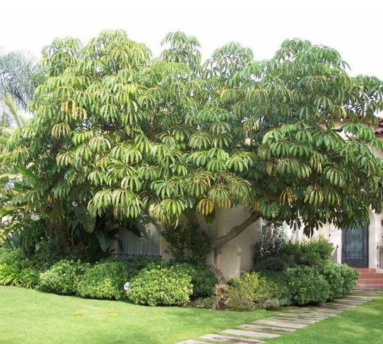 หนวดปลาหมึก (Schefflera actinophylla) / 10 เม็ด (Portugal)