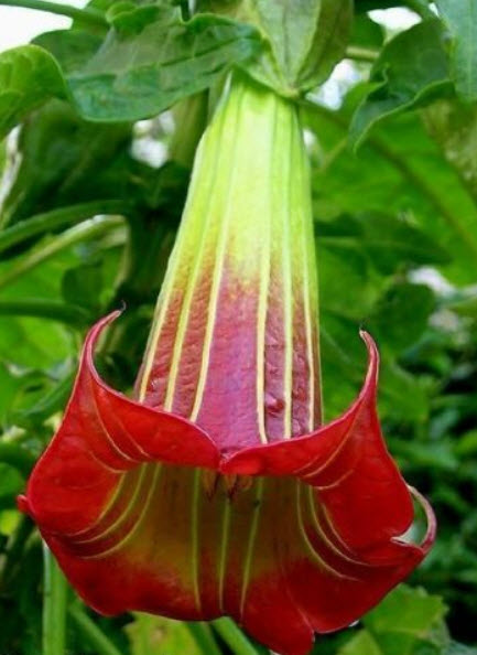 ลำโพง (Brugmansia Sanguinea) สีแดง / 10 เม็ด (Portugal)