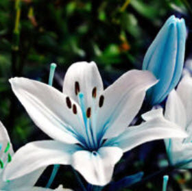 ลิลี่ สีฟ้า (Blue Lily) / 50 เม็ด