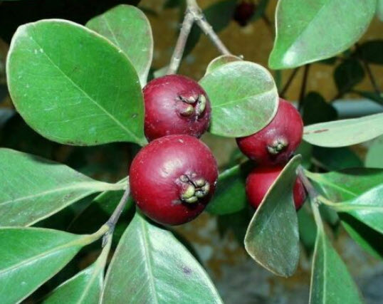 ฝรั่งสตรอเบอรี่แดง หรือฝรั่งเชอรี่ / 5 เม็ด (France)