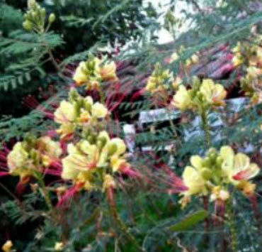 ต้นหางนกยูง ดอกสีเหลืองนวล เกสรแดง สูง 20-30 ซ.ม. / ต้น (Greece)