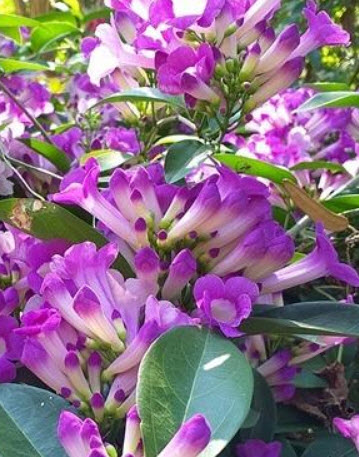 ต้นกระเทียมเถา (Garlic Vine) กระถาง สูง 30-40 ซ.ม. / ต้น (P2S)