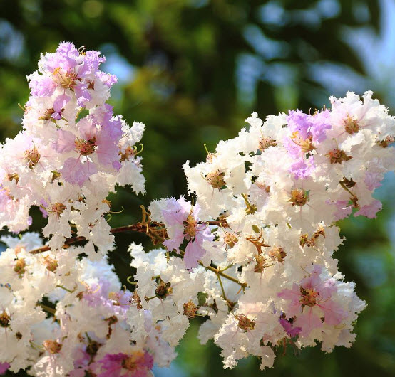 เสลา / อินทรชิต (Lythraceae) / 100 เม็ด