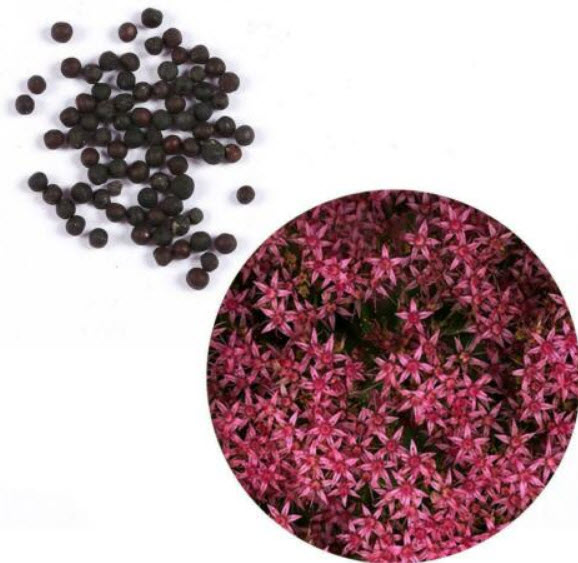 สตาร์ ฟลาวเวอร์ (Star Flower) สีแดงกุหลาบ / 25 เม็ด (นอก)