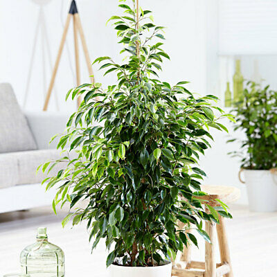 ไทรใบแหลม (Ficus Benjamina) / 20 เม็ด (นอก)