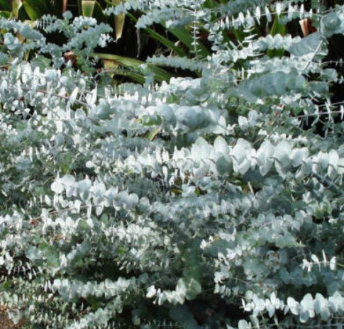ยูคาลิปตัส เบบี้บลู (Eucalyptus - Baby Blue) / 10 เม็ด (Portugal)