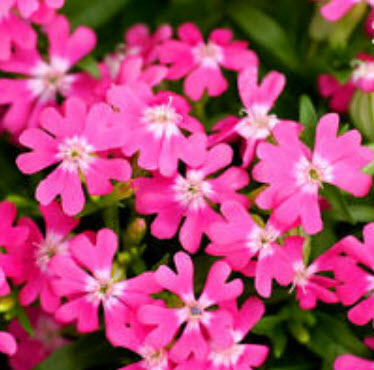 แคทฟลายร์ - ไทรอัมพ์ (Nodding Catchfly - Triumph) / 400 เม็ด (UK)