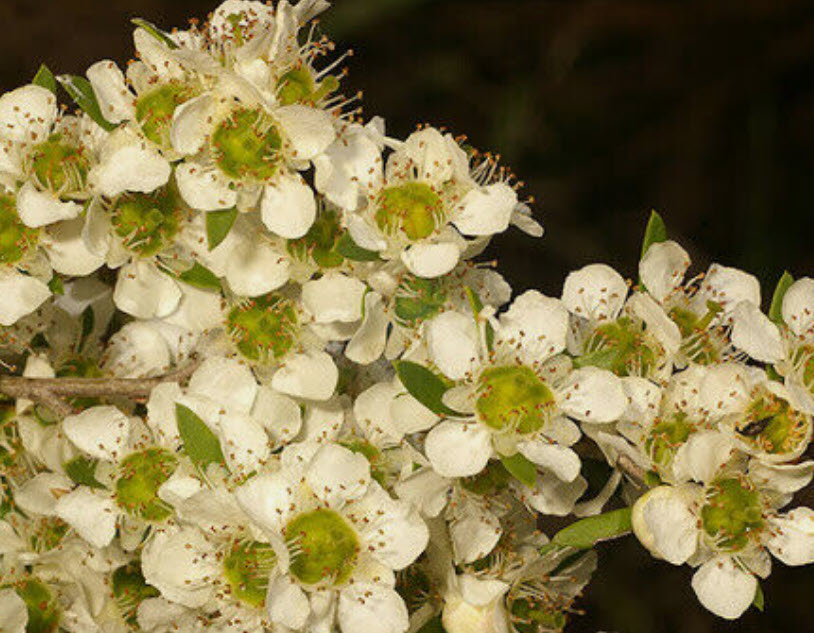 ชาเหลือง Manuka Jellybush / Tantoon Tea Tree / 350 เม็ด (Australia)