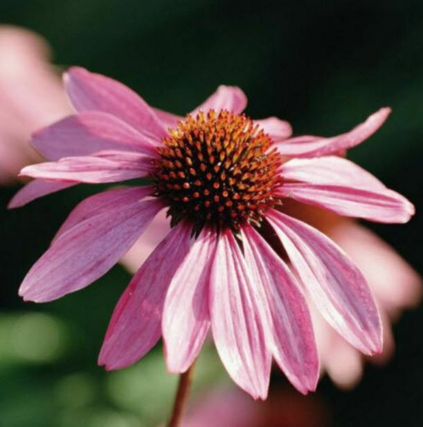 เอ็กไคนาเซีย (Echinacea) หรือ Coneflower / ซอง 100 เม็ด (S111)