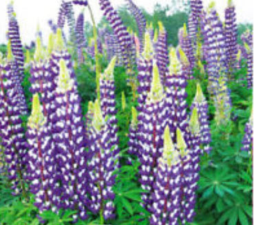 ลูพิน สีฟ้า (Blue Lupin) / 15 เม็ด (A237)