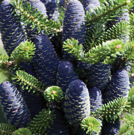 สนเกาหลี (Abies koreana) สีม่วง / 25 เม็ด (China)*