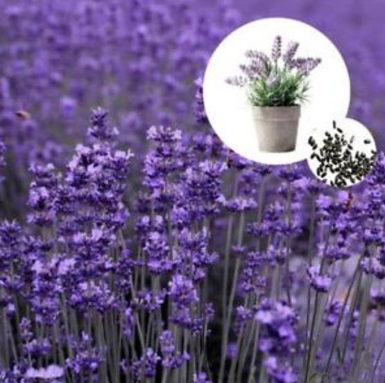ลาเวนเดอร์ไล่ยุง (Mosquito Repellant Lavender) / 100 เม็ด