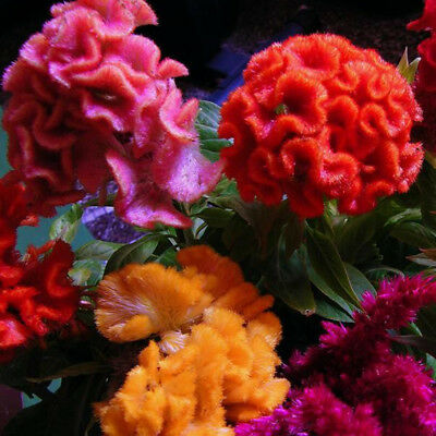 หงอนไก่ (Cockscomb) ดอกใหญ่ คละ / 100 เม็ด (China)