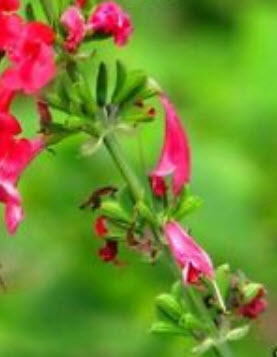 ซัลเวีย (Salvia / Coccinea) สีแดง / 300 เม็ด (UK)
