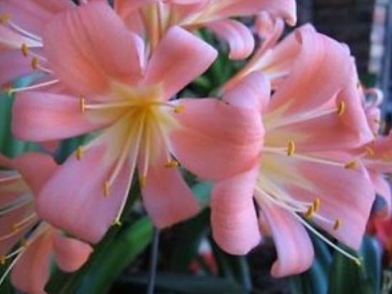 คลีเวีย (Clivia) ชมพู / 1 เม็ด (Indonesia)