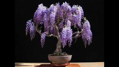 วิสทีเรียต้น (Wisteria tree) สีม่วง / 10 เม็ด (Australia)