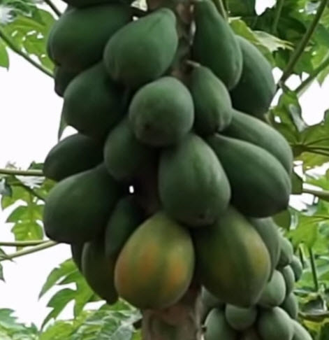 มะละกอฮาวาย / 25 เม็ด (P2S)