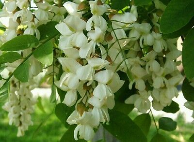 แบล็ค โลคัส บอนไซ (Black Locust bonsai) / 5 เม็ด