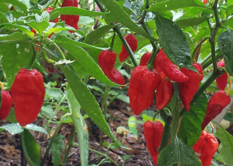 พริก Naga Viper แดง / 10 เม็ด (USA)