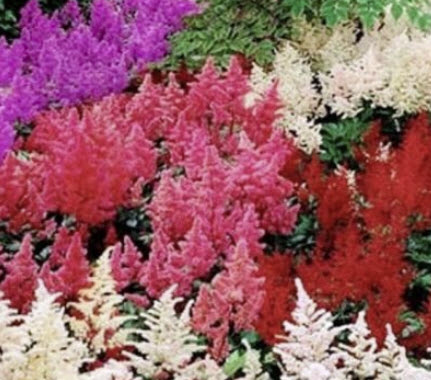 อัสดง (Astilbe arendsii) คละ / 100 เม็ด (Spain)*