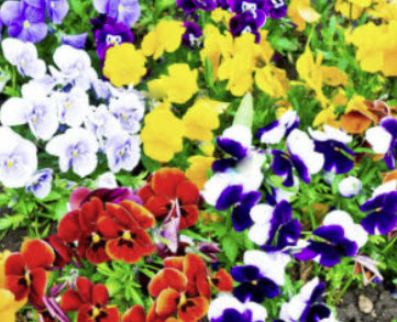 แพนซี เท็มโป้ (Pansy Tempo) คละ / 300 เม็ด (UK)