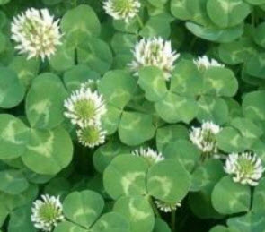 โคลเวอร์ (Clover) สีขาว / 200 เม็ด (China)