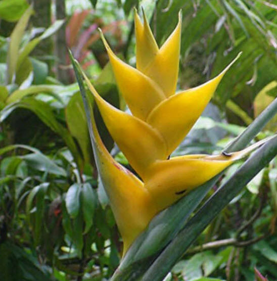 เฮลิโคเนีย มายา โกลด์ (Heliconia - Maya Gold) / 5 เม็ด (Portugal)