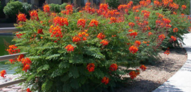 หางนกยูง ดอกสีส้ม-เหลือง / 5 เม็ด (Australia)