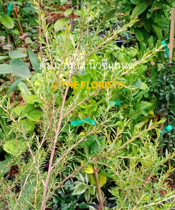 ต้นมานูก้า นิวซีแลนด์ ดอกสีขาว (Manuka) กระถาง 10 นิ้ว สูง 50-70 ซ.ม. / ต้น