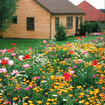 ดอกไม้ป่า คละ ปลูกใต้ร่มเงา สูง 30-45 ซ.ม. / ซอง 200 เม็ด (K005)