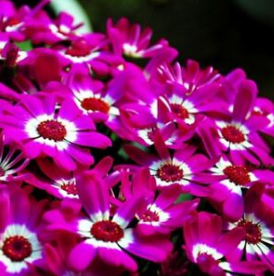 ซินเนอราเรีย (Cineraria) / ซอง 30 เม็ด (A174)