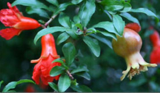 ทับทิมดำ (Black Pomegranate) / 10 เม็ด (Malaysia)