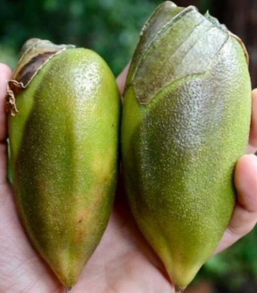 ลำโพง (Brugmansia Sanguinea) สีแดง / 10 เม็ด (Portugal)