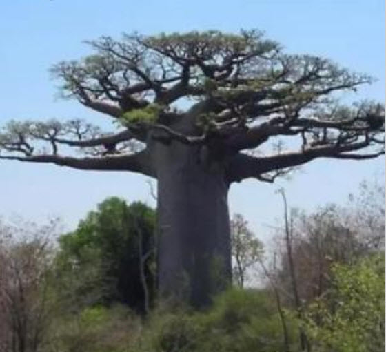 เบาบับ (Baobab / Adansonia Digitata) / 5 เม็ด (นอก)