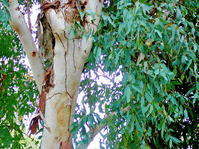 ยูคาลิปตัสแดง (Red Eucalyptus) / 600 เม็ด (Portugal)