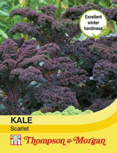 ผัก เคล สกาเล็ท (Kale Scarlet) / 200 เม็ด (UK)