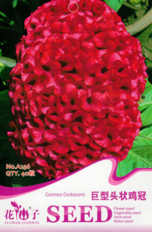 หงอนไก่ (Cockscomb) แดง / ซอง 40 เม็ด (A256)
