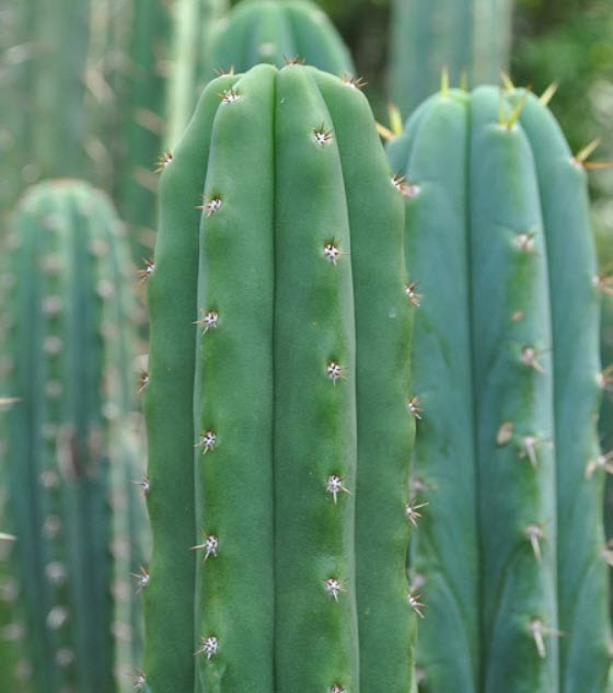 กระบองเพชรซานเปรโด (San Pedro Cactus) / 20 เม็ด (France)*