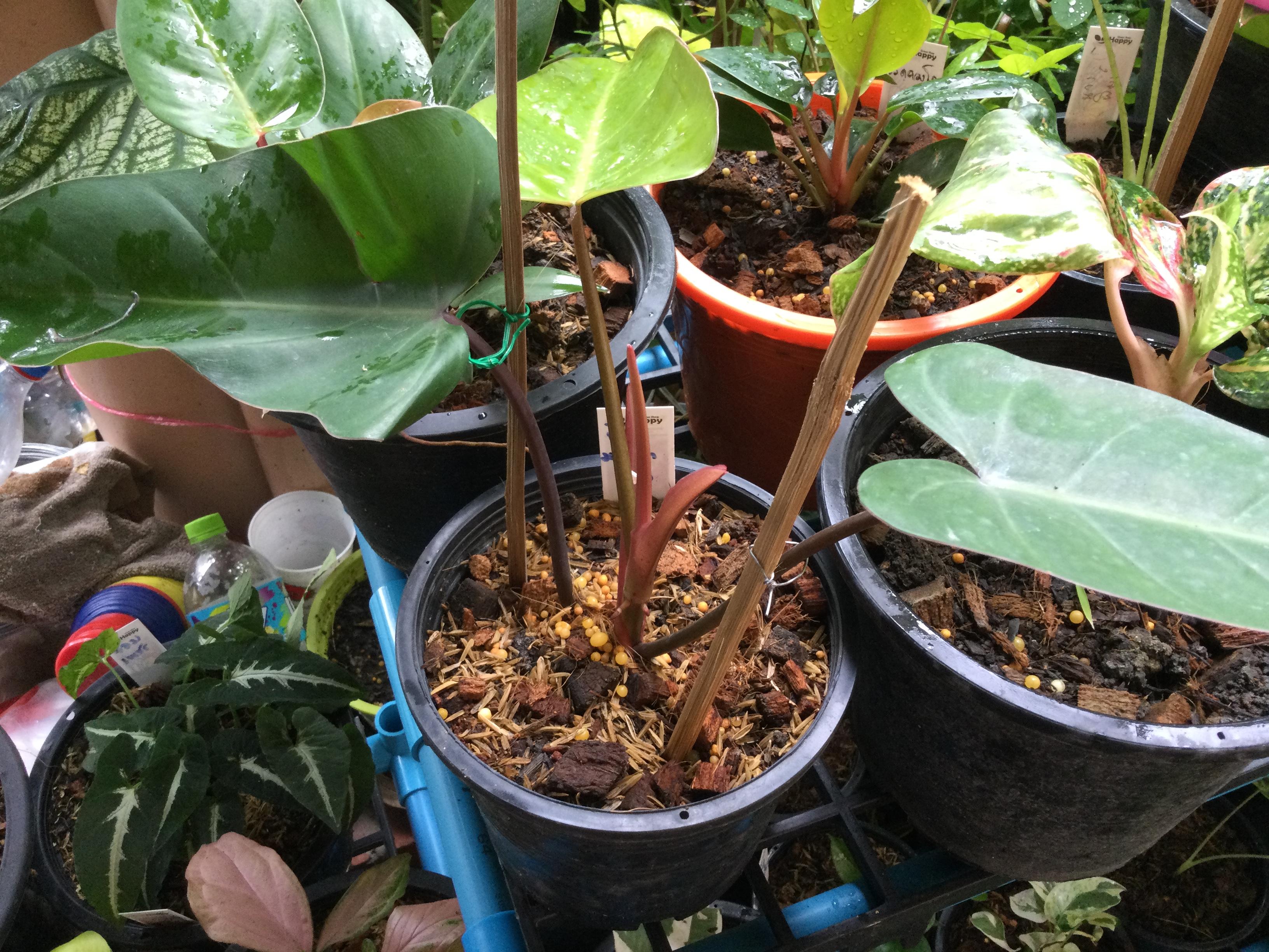 ต้นฟิโล มรกตแดง (Red Emerald Philo) กระถาง 6 นิ้ว