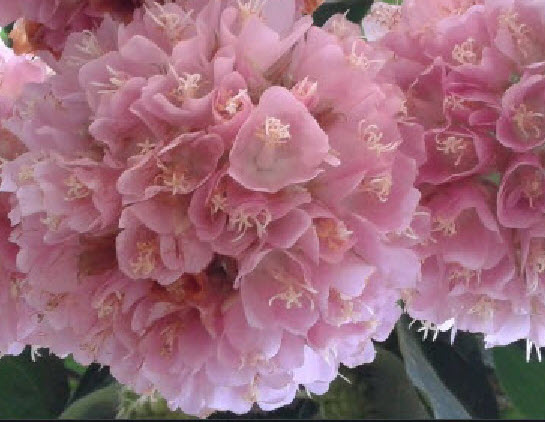 พุดตานญี่ปุ่น พุดตาลญี่ปุ่น ดอกชมพู / 20 เม็ด