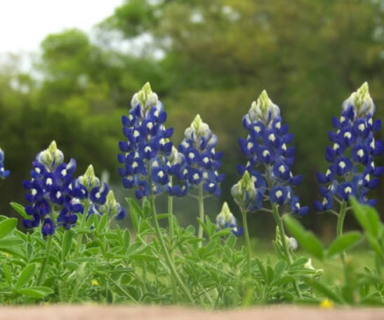 บลูบอนเน็ต (Bluebonnet) / 25 เม็ด (USA)